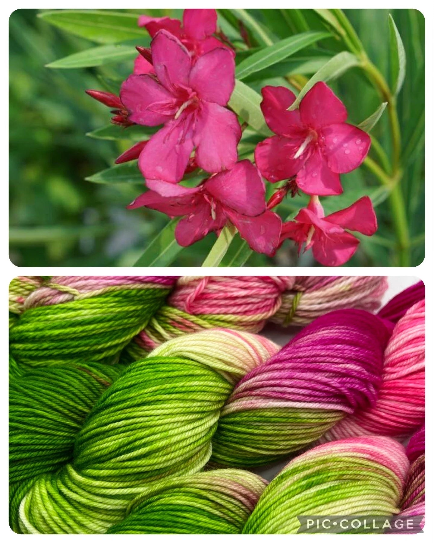 Oleander | Hand Dyed Yarn